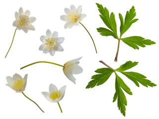 white flower with 8 petals in the shape of a lily, isolated on a white background