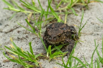 Common toad resting on sand between blades of grass