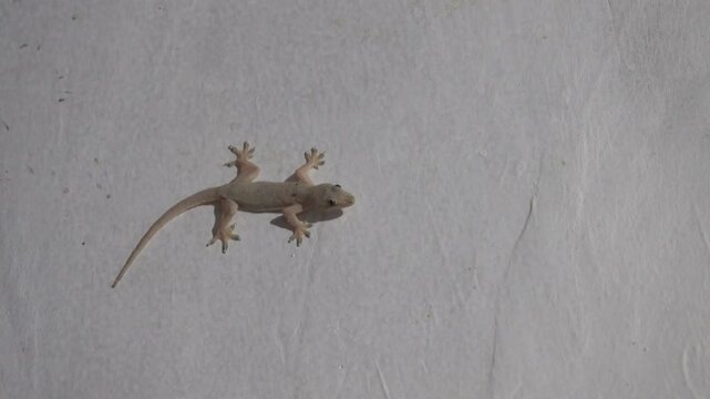 The gecko on the painted wall of the hotel is a typical tourist situation. As always, it's Hemidactylus frenatus - Common house gecko. Surabaya. Indonesia
