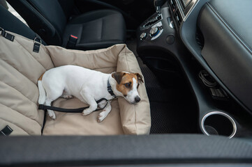 Jack Russell Terrier Dog in a Special Car Seat. 
