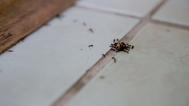 Ants found a food, Ants carrying their food in residential house.