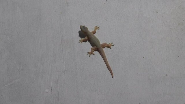 The gecko on the painted wall of the hotel is a typical tourist situation. As always, it's Hemidactylus frenatus - Common house gecko. Surabaya. Indonesia