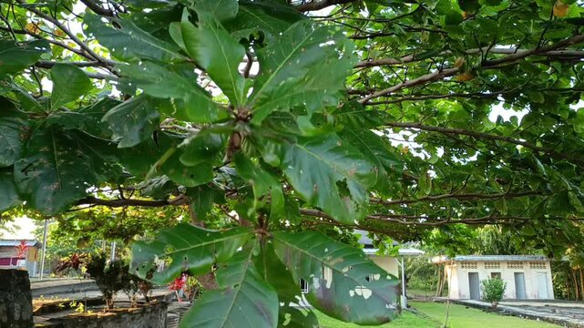 View of a large and lush ketapang tree or scientifically known as Terminalia catappa and its leaves blowing in the gentle breeze in the park in the afternoon