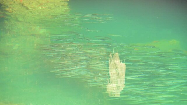 A dense school of fish in the Java sea and the reflection of the temple in the water Java sea