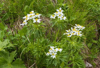 Alpine meadows awakening from hibernation, exuberant flowering of plants, morning light
