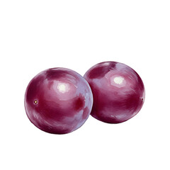 Obraz premium Two Red Grapes Watercolor Illustration, Isolated on Black clipart watercolor png, isolated on transparent background