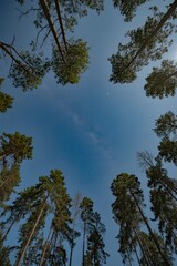 Endless sky framed by majestic trees under a tranquil nightfall in a serene forest