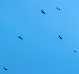birds in the sky