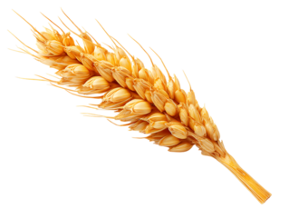 Single ear of wheat isolated on transparent background