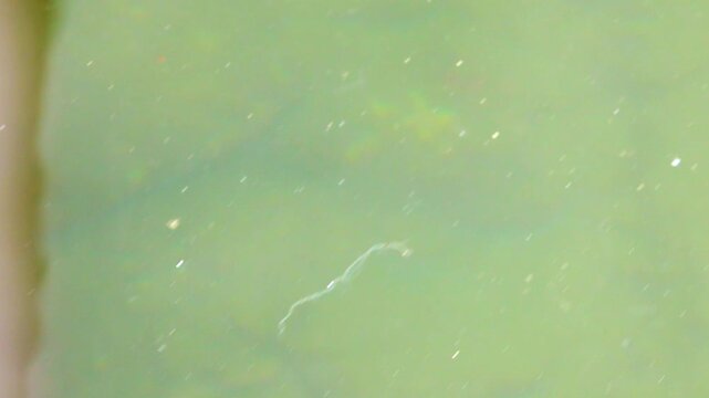 A tropical beautiful Moorish idol (Zanclus cornutus) reef swims alongside a pleasure boat. Exotic seas. Bali Sea