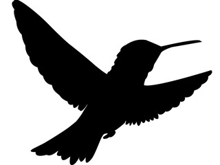 Obraz premium Silhouette de colibri noire sur fond transparent