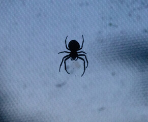 Silhouette of a spider against a clear blue evening sky. Minimalist and atmospheric photo, perfect...