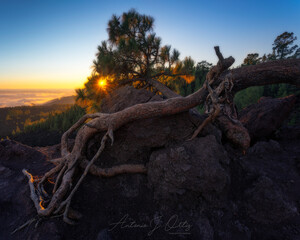 Pino Canario atardecer