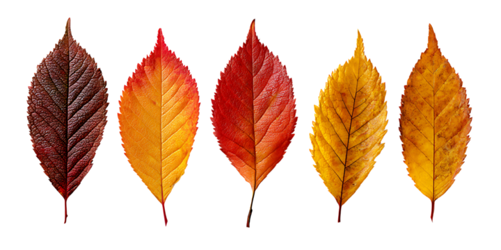 Five autumn leaves in progression of color isolated on transparent background