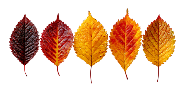 Five autumn leaves in transition colors isolated on transparent background