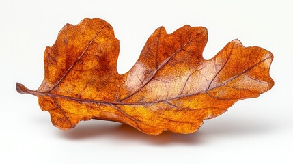 Fototapeta premium Autumn Oak Leaf: A Macro Study of Nature's Hues