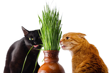 Contrasting cats isolated: black cat and ginger Scottish Fold eating grass from jugs. Horizontal diptych, transparent PNG options. Ideal for packaging, collages, or adoption campaigns.