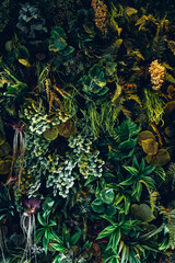 Close up group of background tropical green leaves texture and abstract background. Tropical leaf nature concept.
