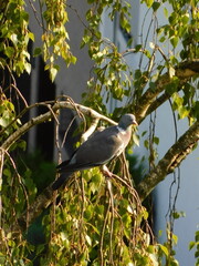 bird on a branch