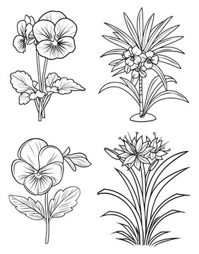 Four plant illustrations showcase pansies a palmlike plant  a plant with slender leaves