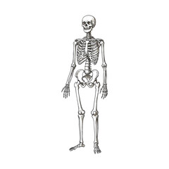 human skeleton