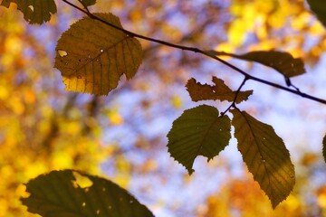 autumn leaves in the sun