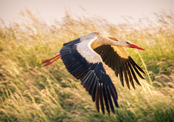 white stork in flight