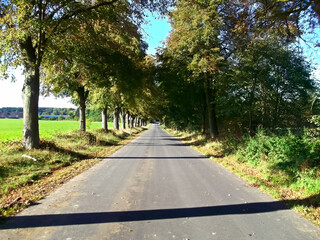 Baumallee in der schönen Uckermark