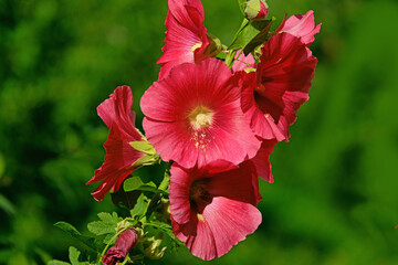 A red hollyhock blooms in the garden