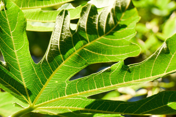 Nature background from close up of green fig leaf growing in a garden