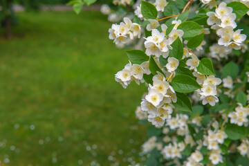 A blooming jasmine bush radiates gentle beauty, its white petals scattered across the green grass below. The moment captures fragility and peace in full bloom and quiet decay.