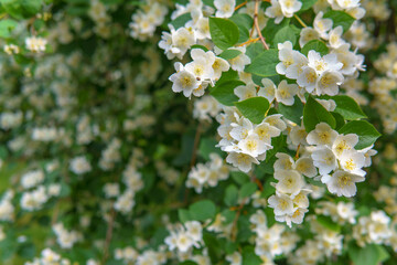 A blooming jasmine bush radiates gentle beauty, its white petals scattered across the green grass below. The moment captures fragility and peace in full bloom and quiet decay.