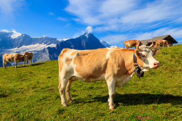 Herd of cows grazing on a green alpine meadow in the Swiss Alps, Switzerland