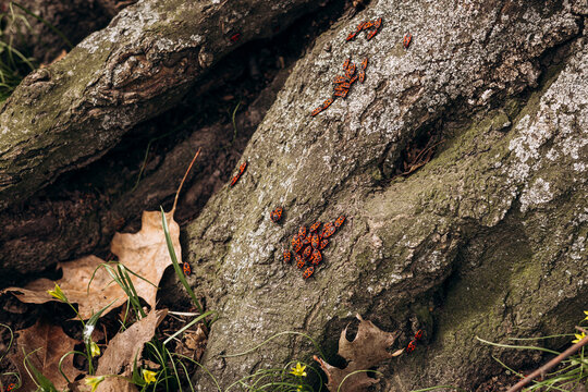 Firebugs clustering on a weathered tree bark