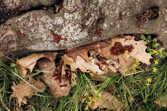 Insects among leaves and moss on forest floor