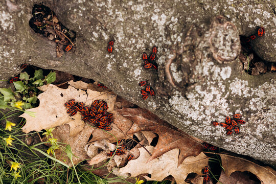 Insects among leaves and moss on forest floor