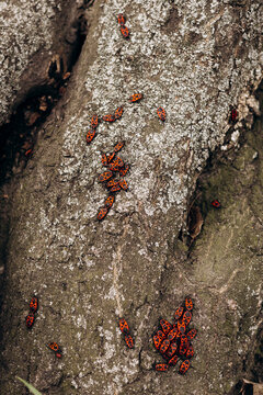 Red firebugs on a tree trunk with textured bark