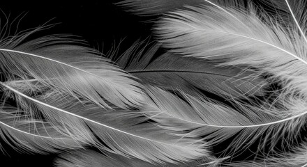 Obraz premium Close-up grayscale image of delicate feathers