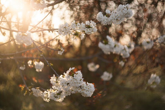 Springtime apple blossoms bathed in gentle sunlight