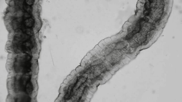 Microscopic View of Biological Specimens, Longitudinal Section, Cellular