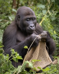 Gorilla Engaged in Crafting with Natural Material in Jungle Setting