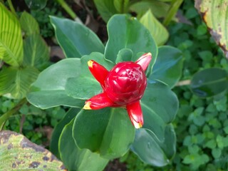 Pacing pentul (Costus spicatus) flower plant in the garden. Also known as spiked spiralflag ginger...