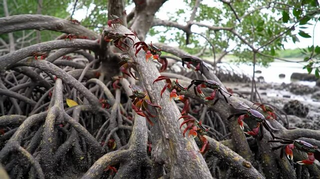 Red crabs clambering on the roots of a mangrove tree in a natural coastal environment