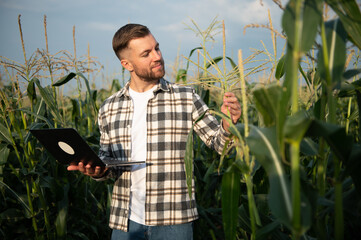 A man inspects a corn field and looks for pests. Successful farmer and agro business