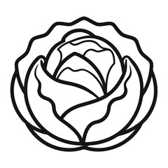 cabbage isolated on white