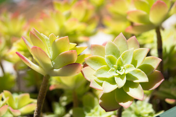 Succulent plant Sedum palmeri, in Croatia