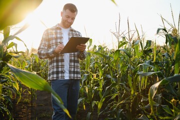 A young agronomist inspects the quality of the corn crop on agricultural land. Farmer in a corn...