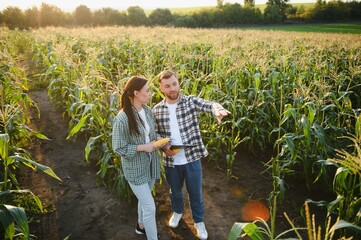 Two businessmen farmers, a man and a woman are working in a corn field