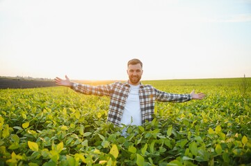A farmer inspects a green soybean field. The concept of the harvest