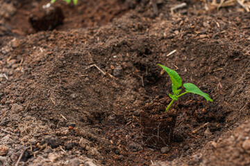 Seedlings, preparation for planting in the garden